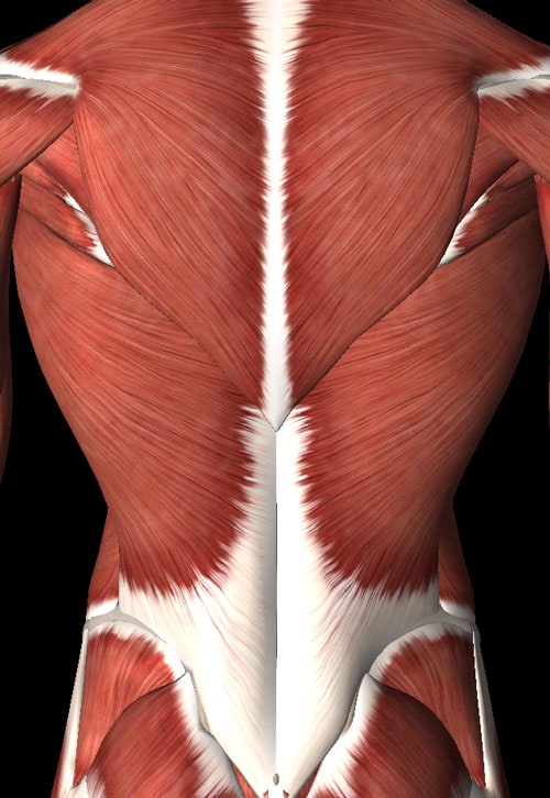 nugaros skausmas raumenys